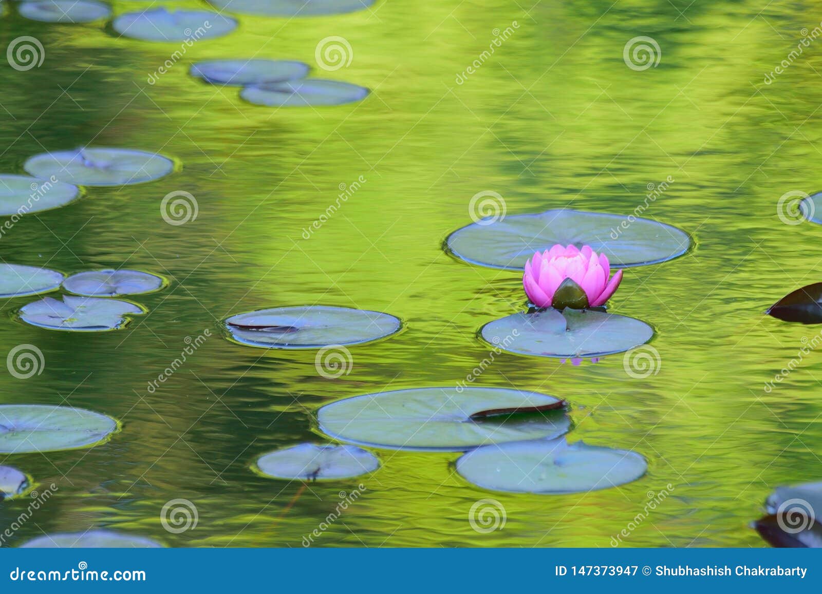 reflection in japanese