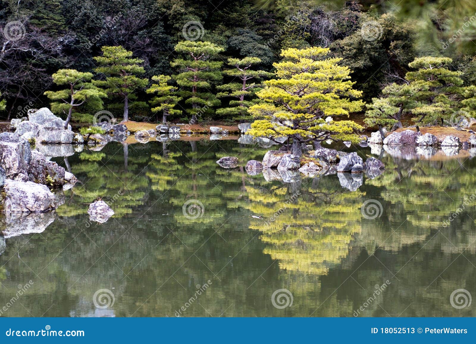 Japanese Pruned Pine Trees Reflection Stock Image Image of phoenix