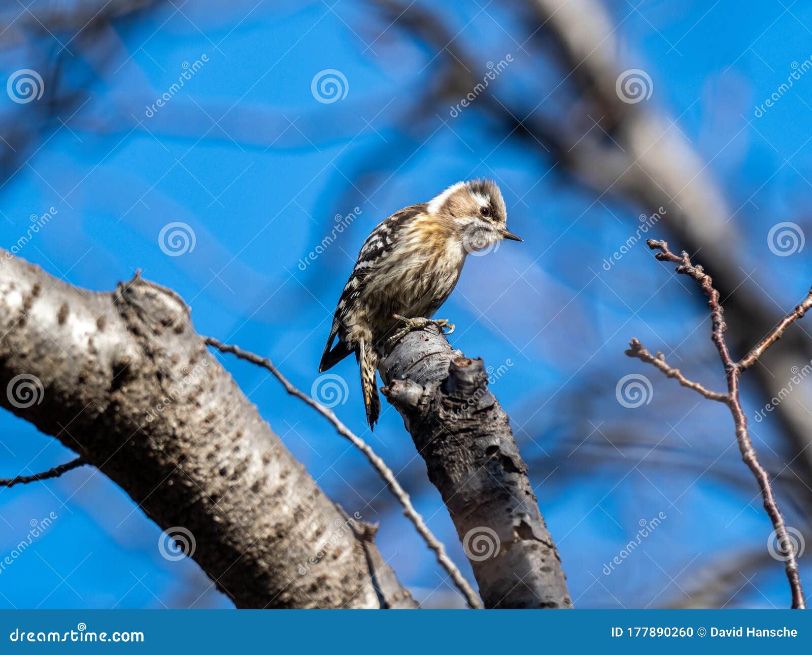 japanese pygmy woodpecker in a bare tree 2