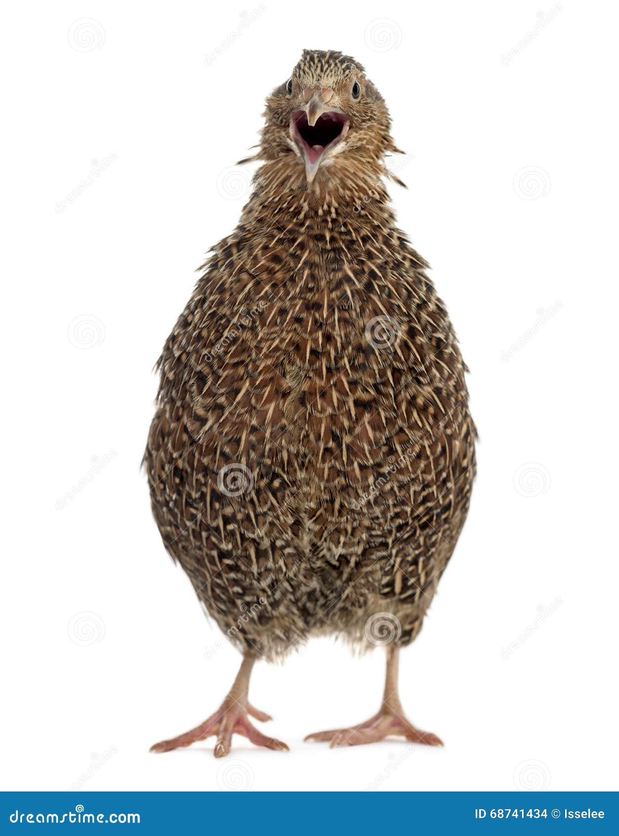 Japanese Quail Isolated on White Stock Photo Image of japanese, coturnix 68741434