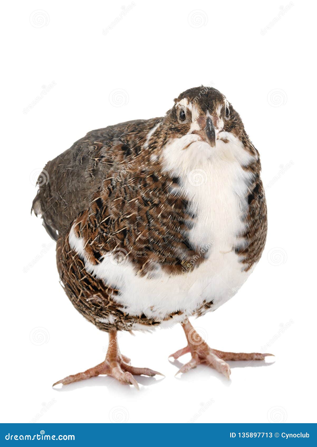 Japanese quail in studio stock image. Image of japonica 135897713