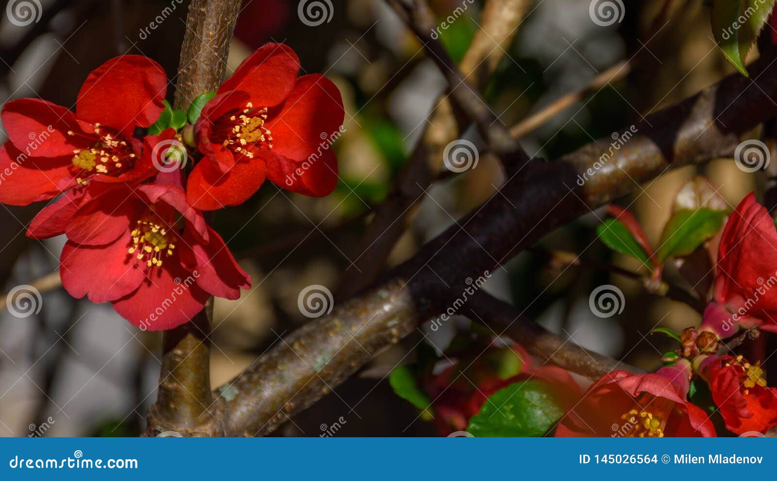 Japanese quince in bloom stock photo. Image of garden 145026564