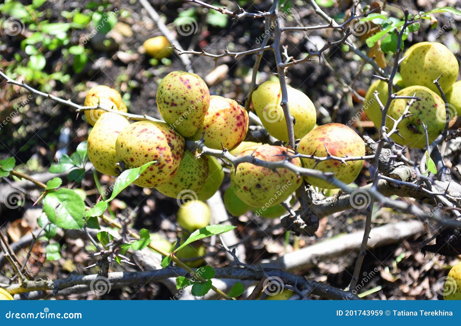 Japanese Quince Fruits Growing on a Tree Stock Image Image of