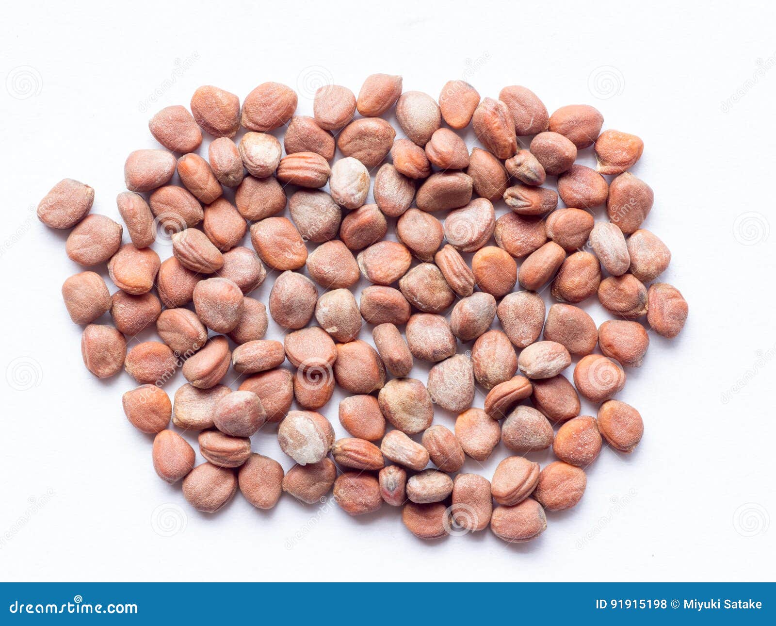 Japanese Radish Called Daikon Seed Stock Photo Image of angle, heap