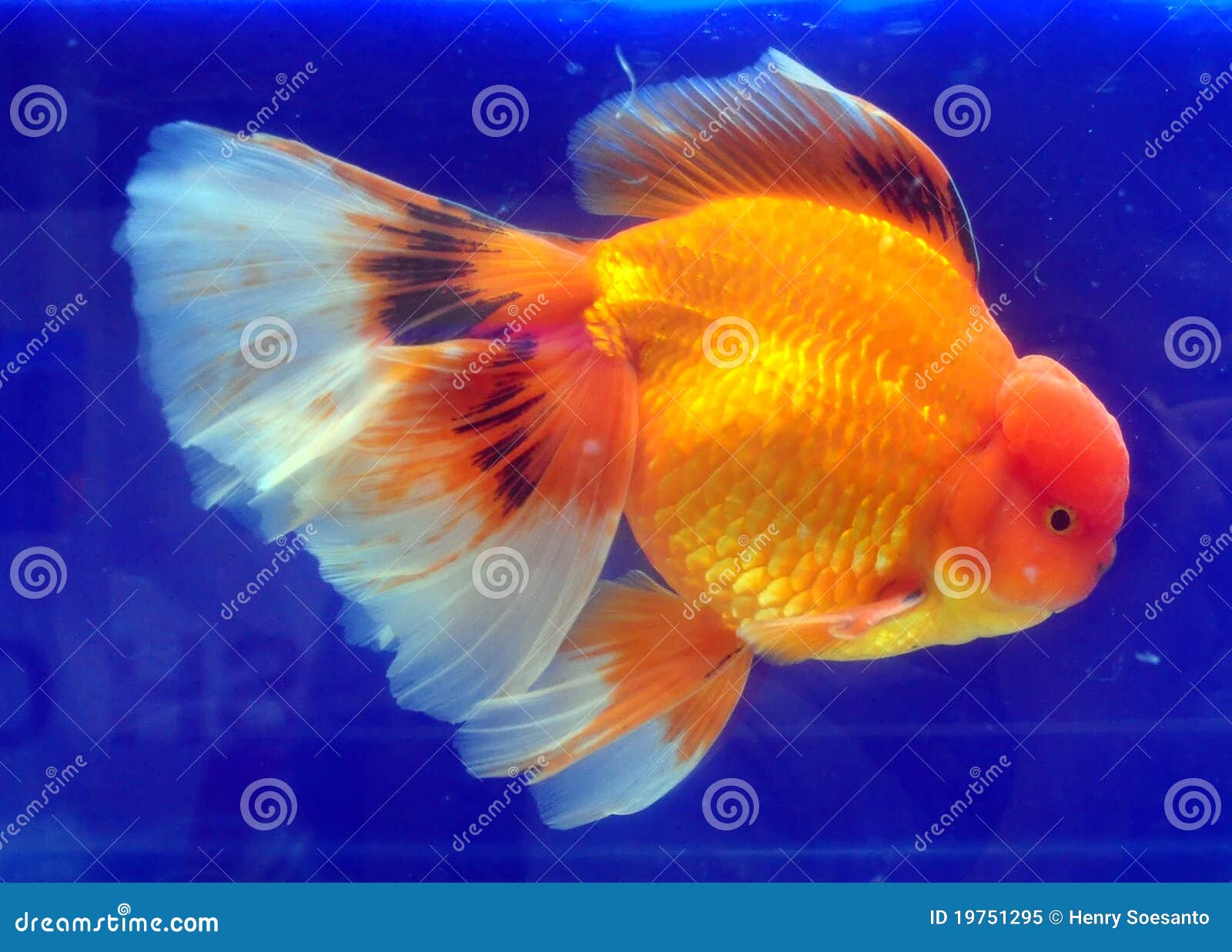 306 Ranchu Goldfish Stock Photos - Free & Royalty-Free Stock
