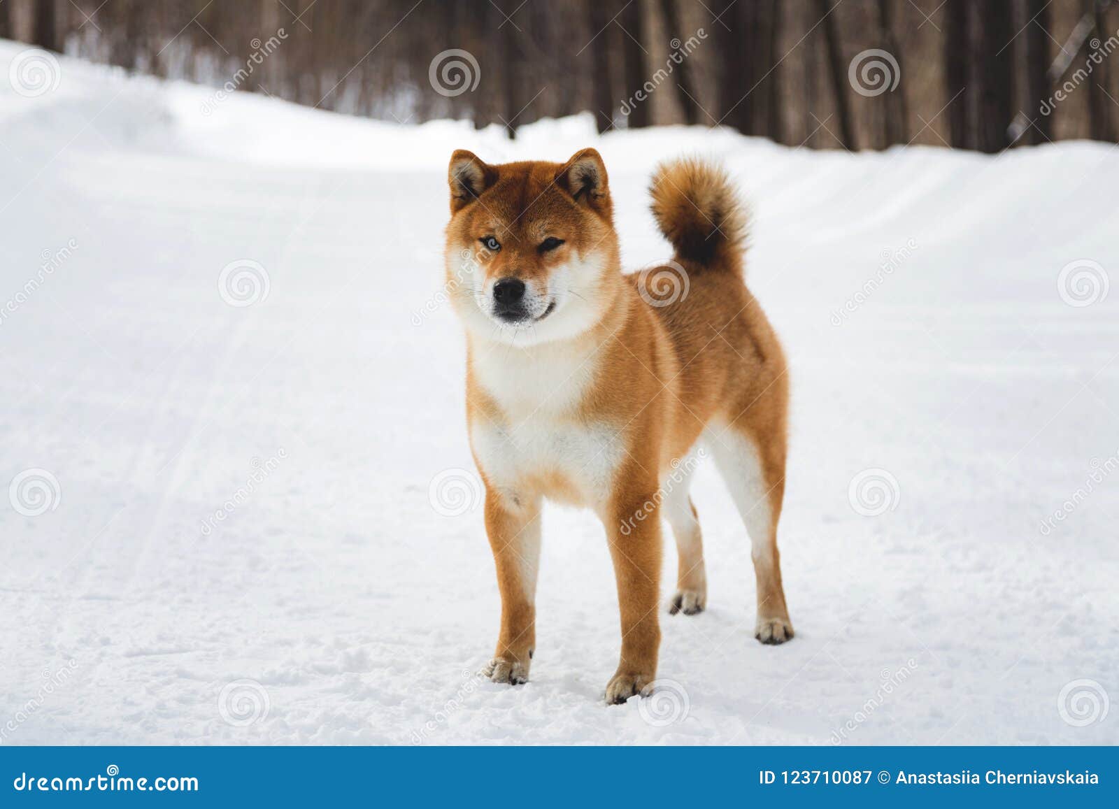 male shiba