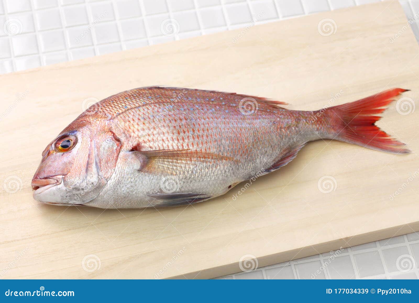 Japanese Sea Bream, Snapper Stock Image - Image of fish: 177034339