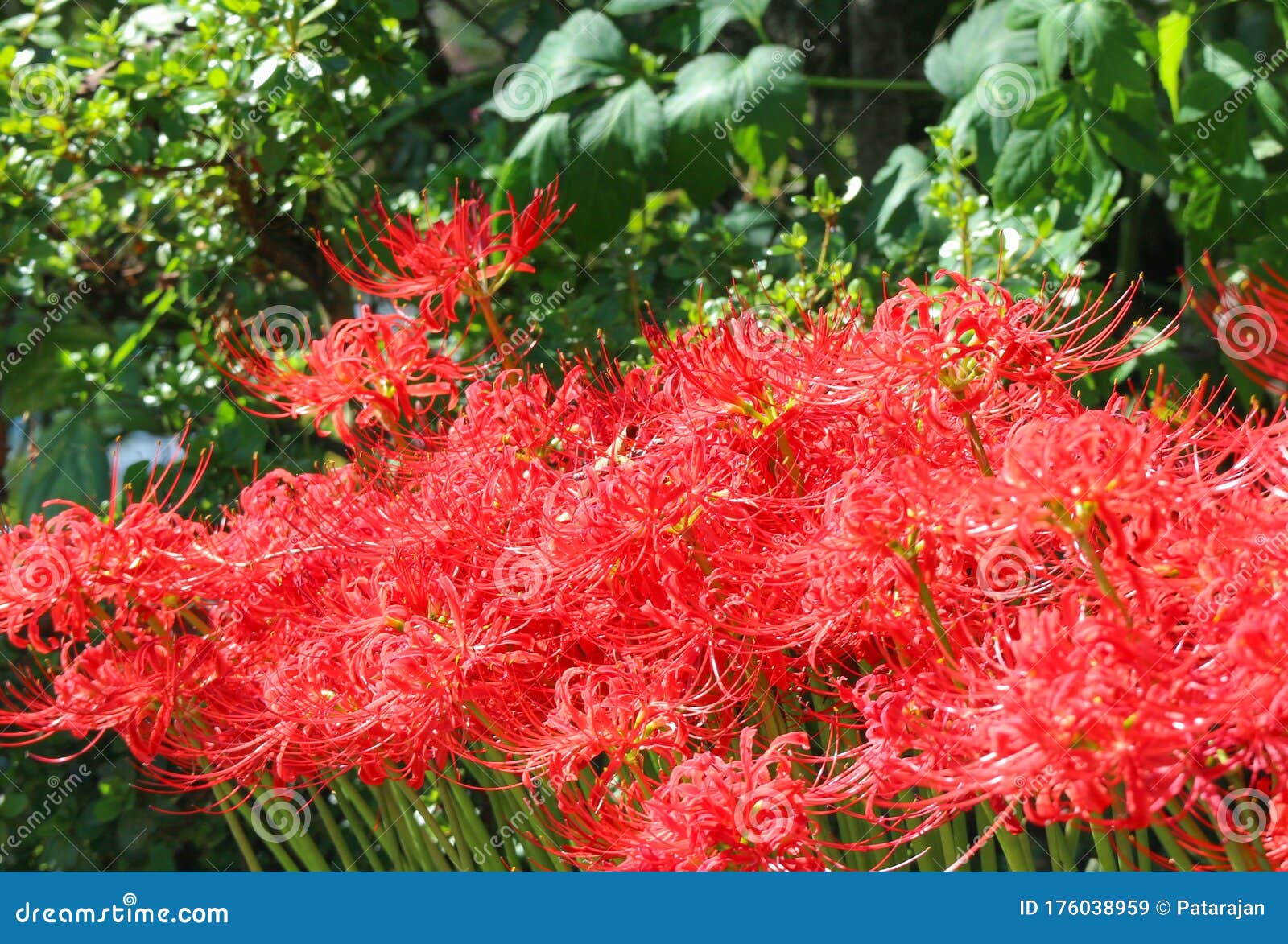 japanese red spider lily or lycoris radiata flower in the park