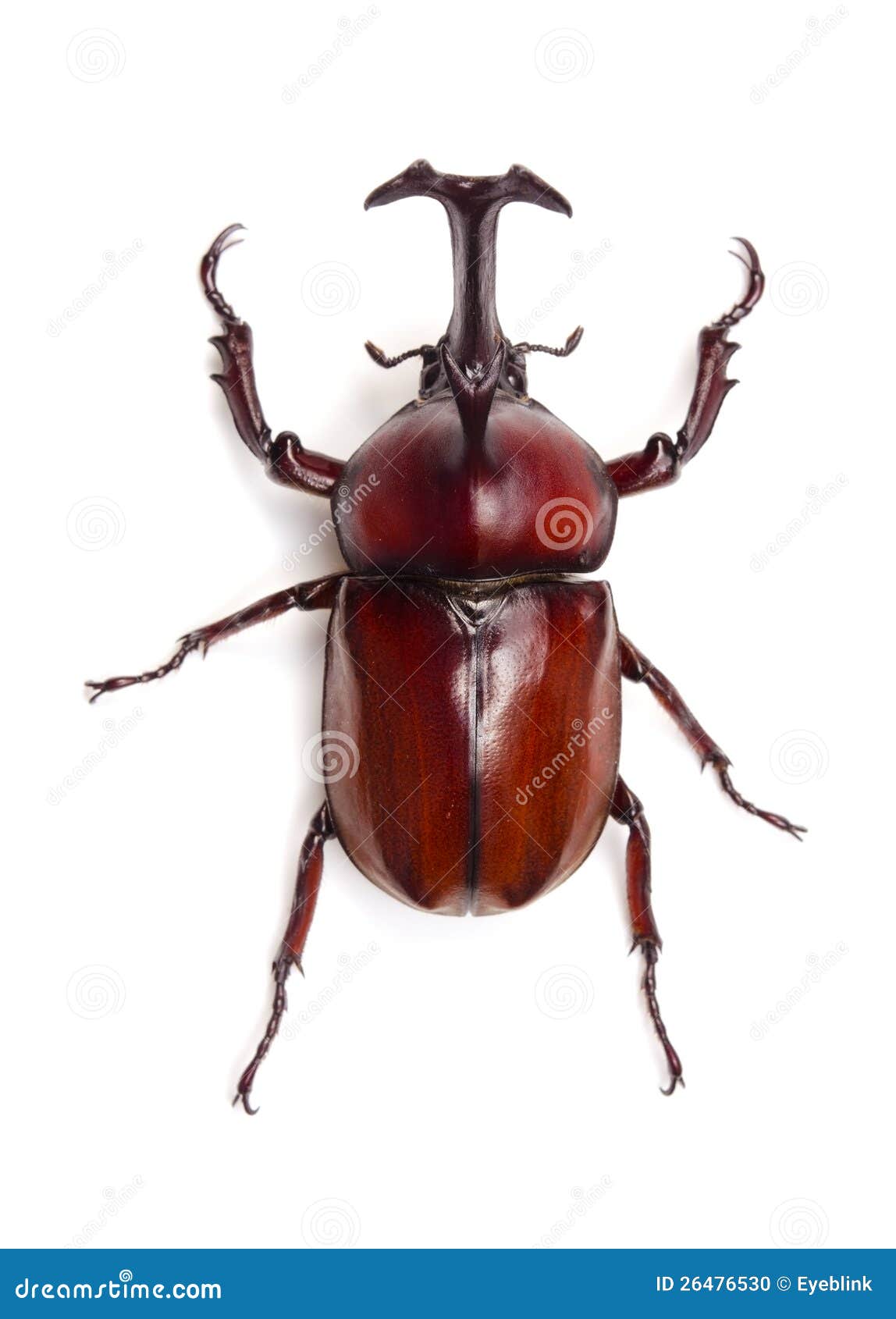 japanese rhinoceros beetle