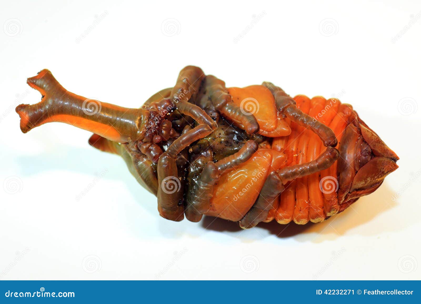 Japanese Rhinoceros Beetle Papua Stock Image - Image of nature