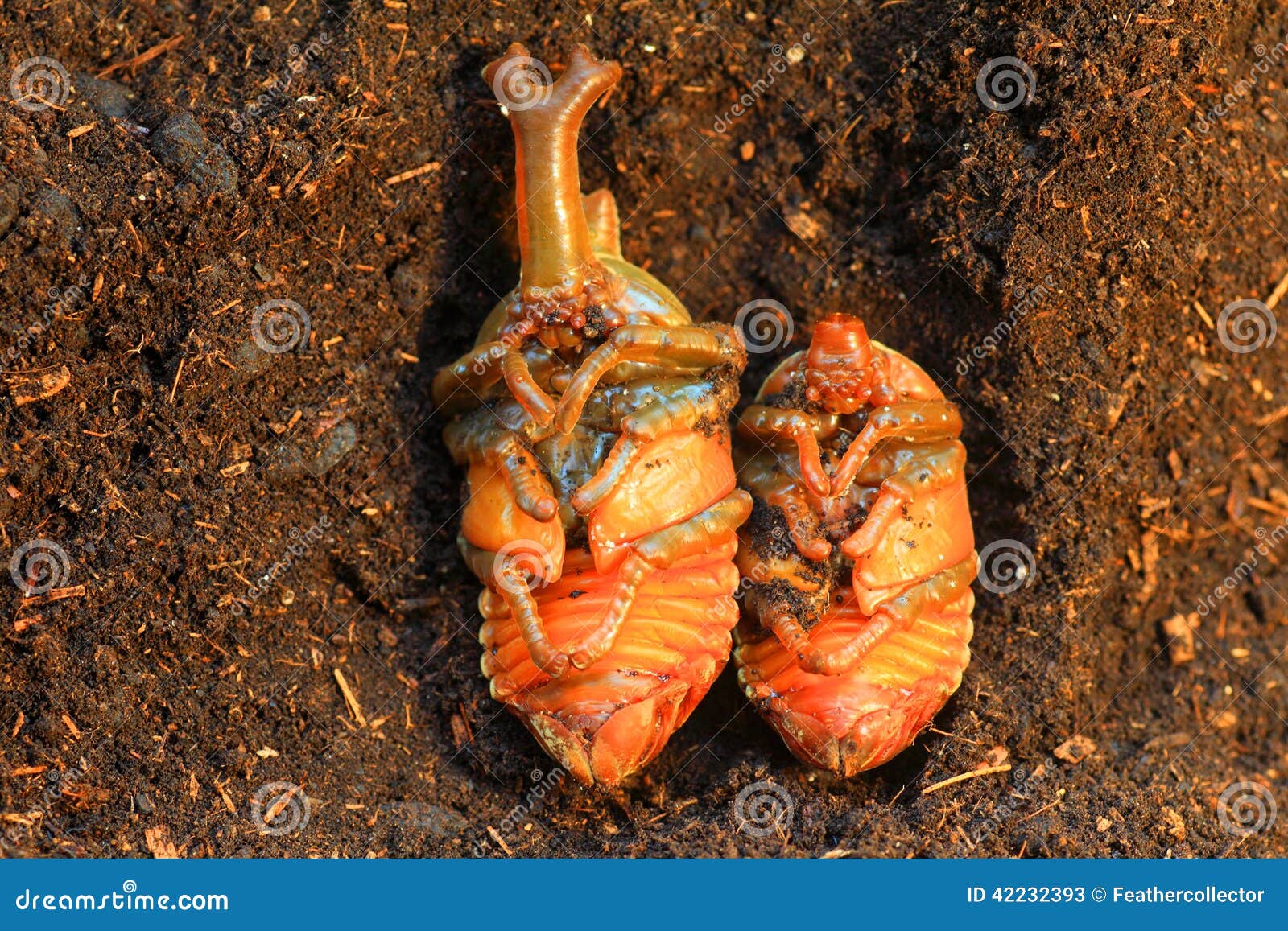 Japanese Rhinoceros Beetle Papua Stock Image - Image of pupa, male