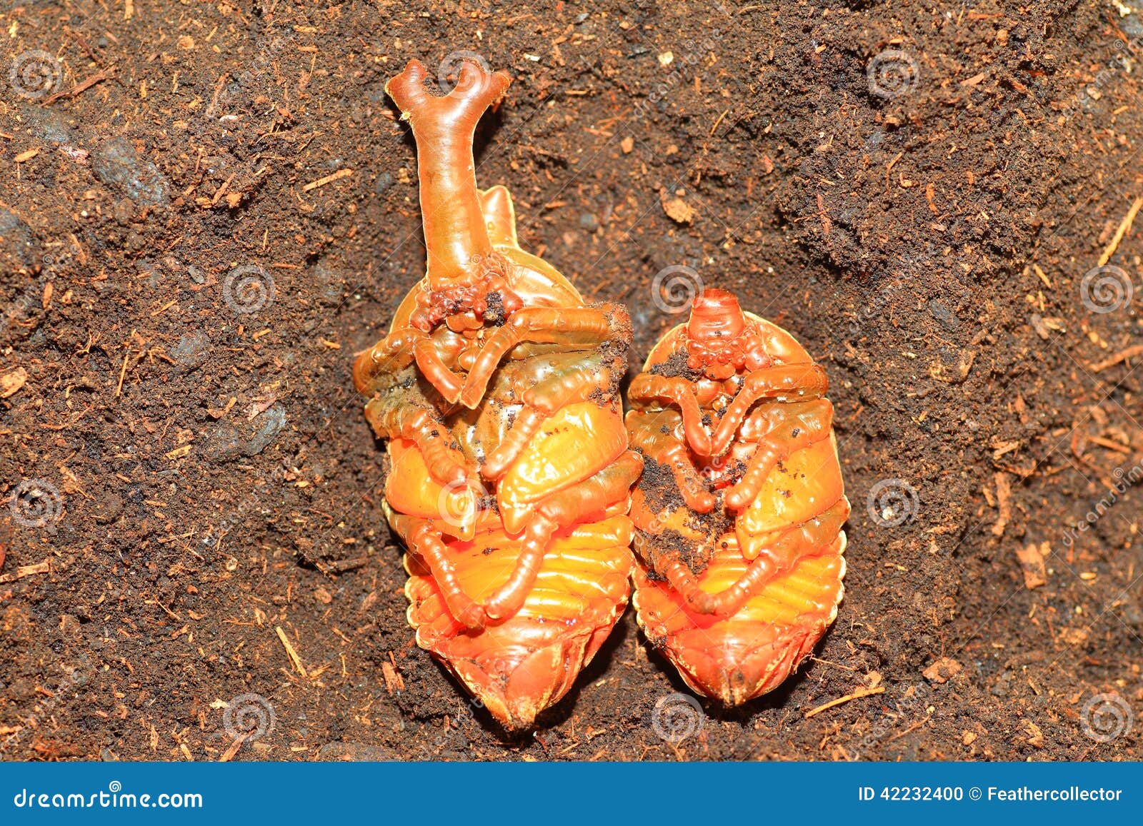 Japanese Rhinoceros Beetle Papua Stock Photo - Image of insect, nature