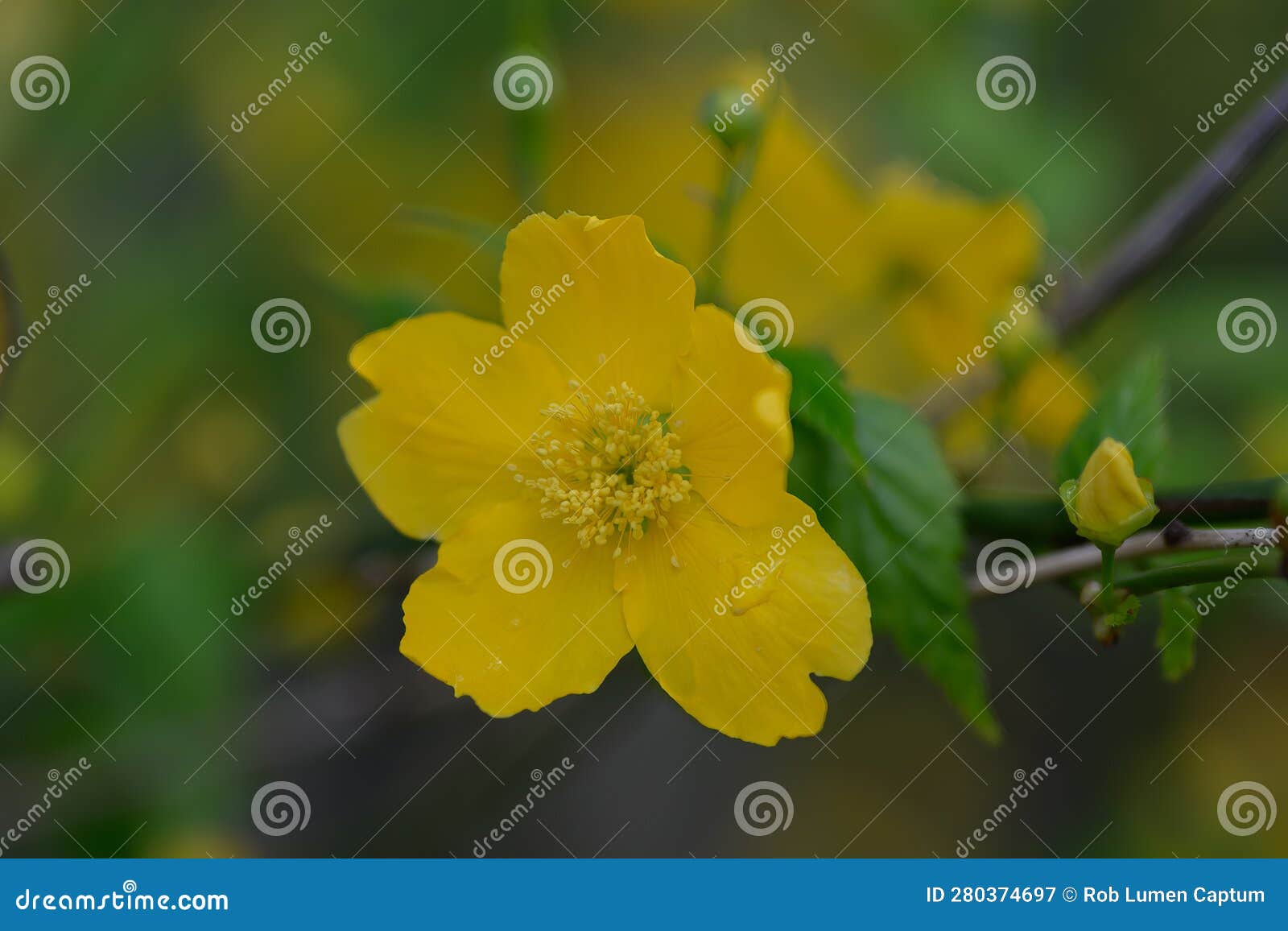 japanese rose kerria japonica golden yellow flower in close-up