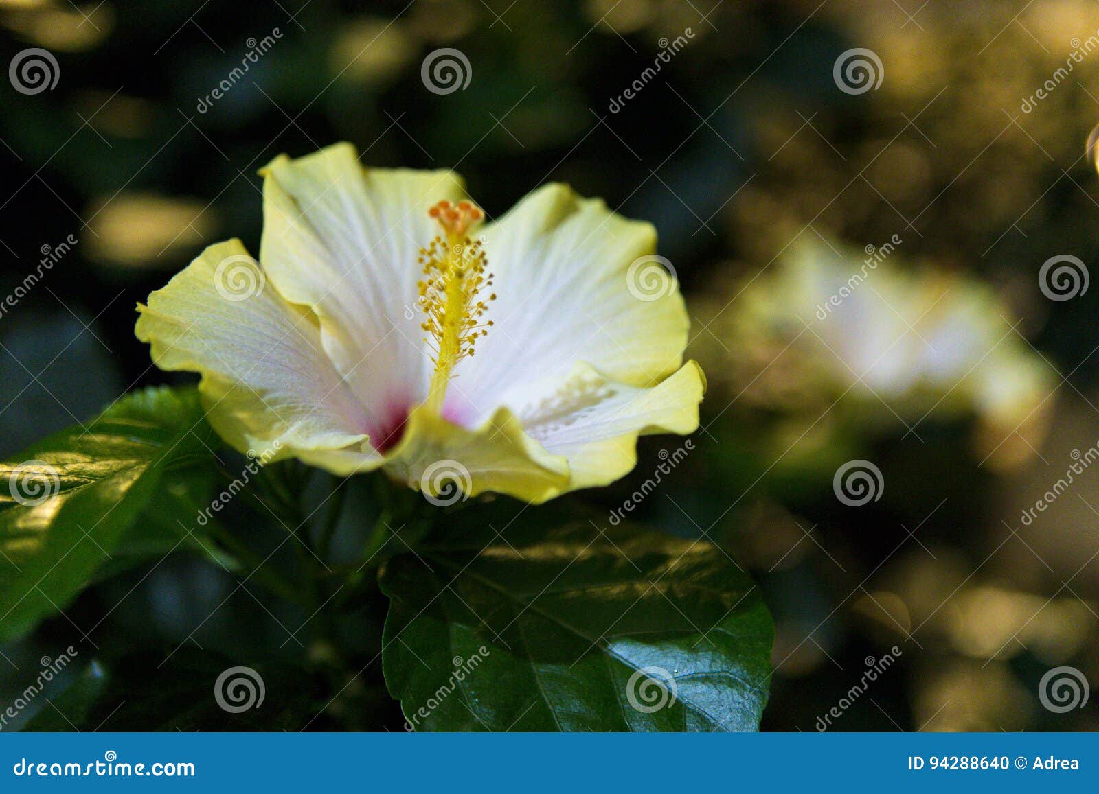 Red Japanese Rose, Rosa Rugosa, Hibiscus Rosasinensis Stock