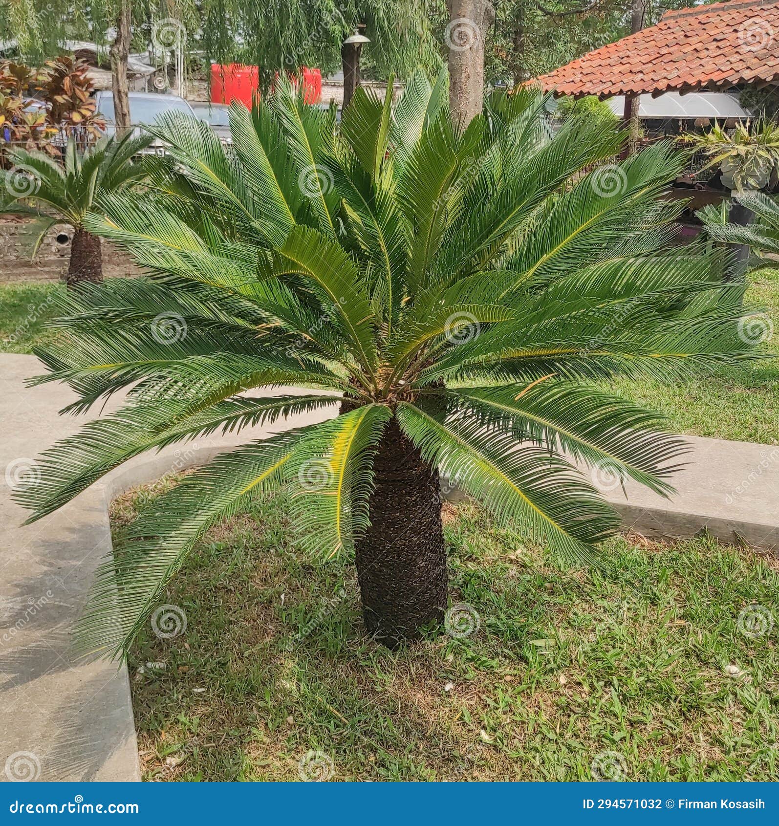 japanese sago palm, is a species of gymnosperm in the family cycadaceae, native to southern japan, including the ryukyu islands