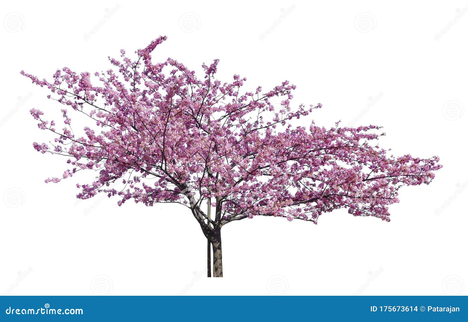 japanese sakura, full blooming pink cherry blossoms tree  on white background