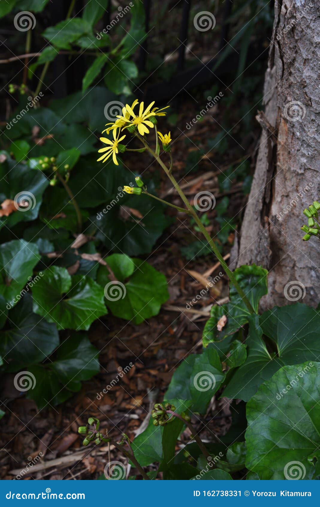 Japanese Silver Leaf Flowers Stock Image Image Of Meadow Flower