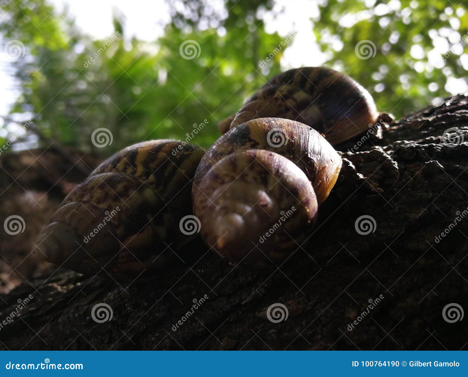Japanese Snails stock photo. Image of tree, mollusc 100764190