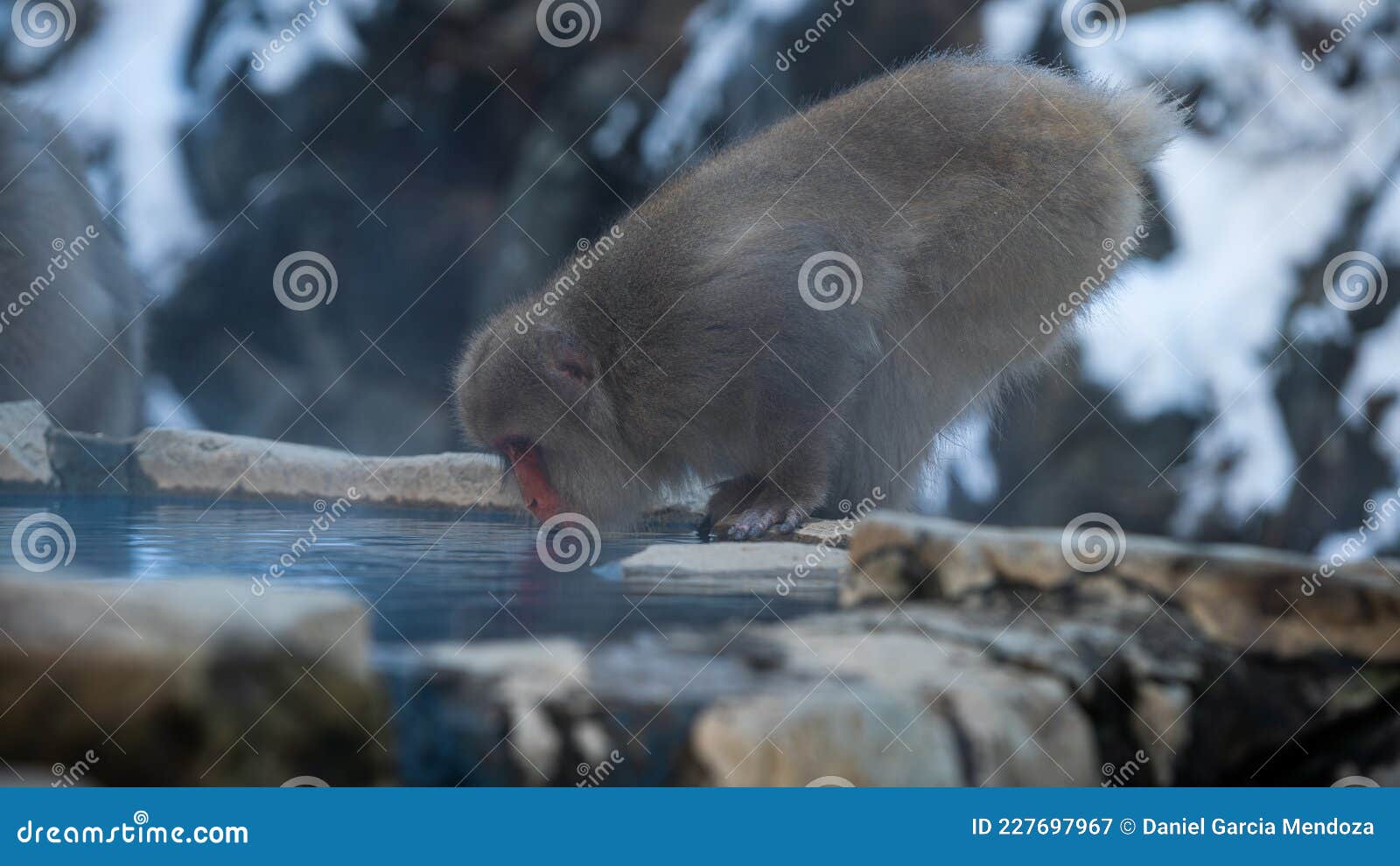 japanese snow monkey drinking water in onsen hot springs at winter. macaques