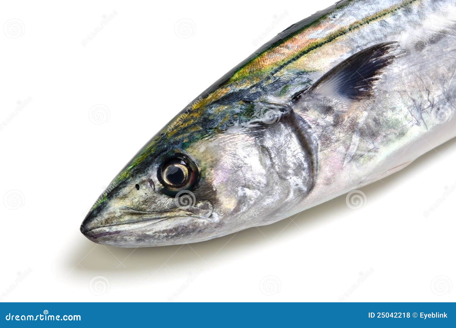 Japanese spanish mackerel stock photo. Image of fresh 25042218