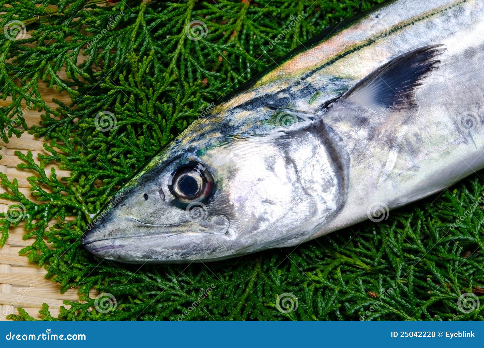Japanese spanish mackerel stock photo. Image of cook 25042220