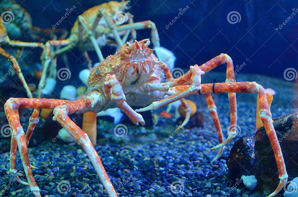 Japanese Spider Crab stock photo. Image of ocean, water - 21077582
