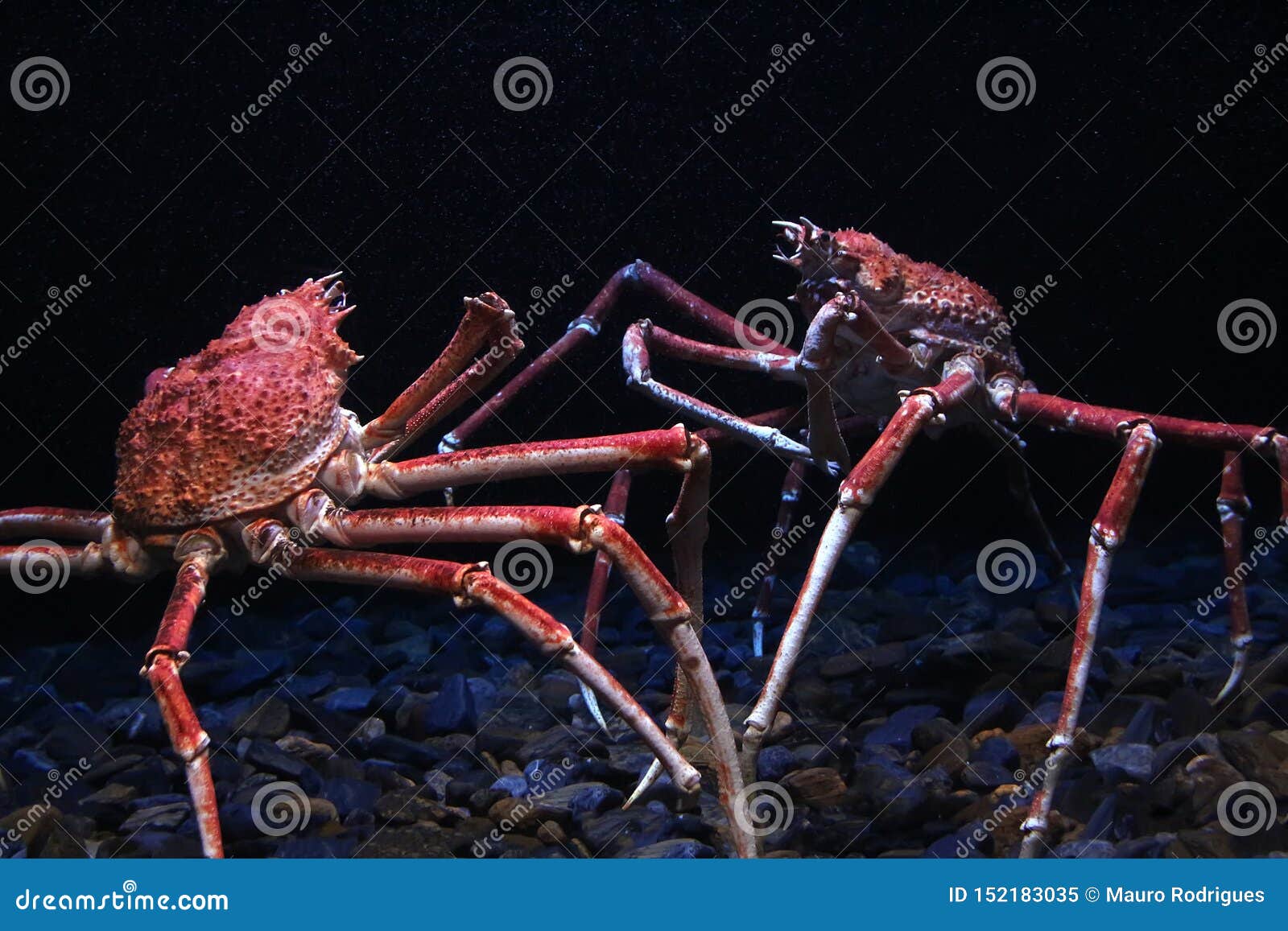 Japanese Spider Crab Stock Image Image Of Fish Large