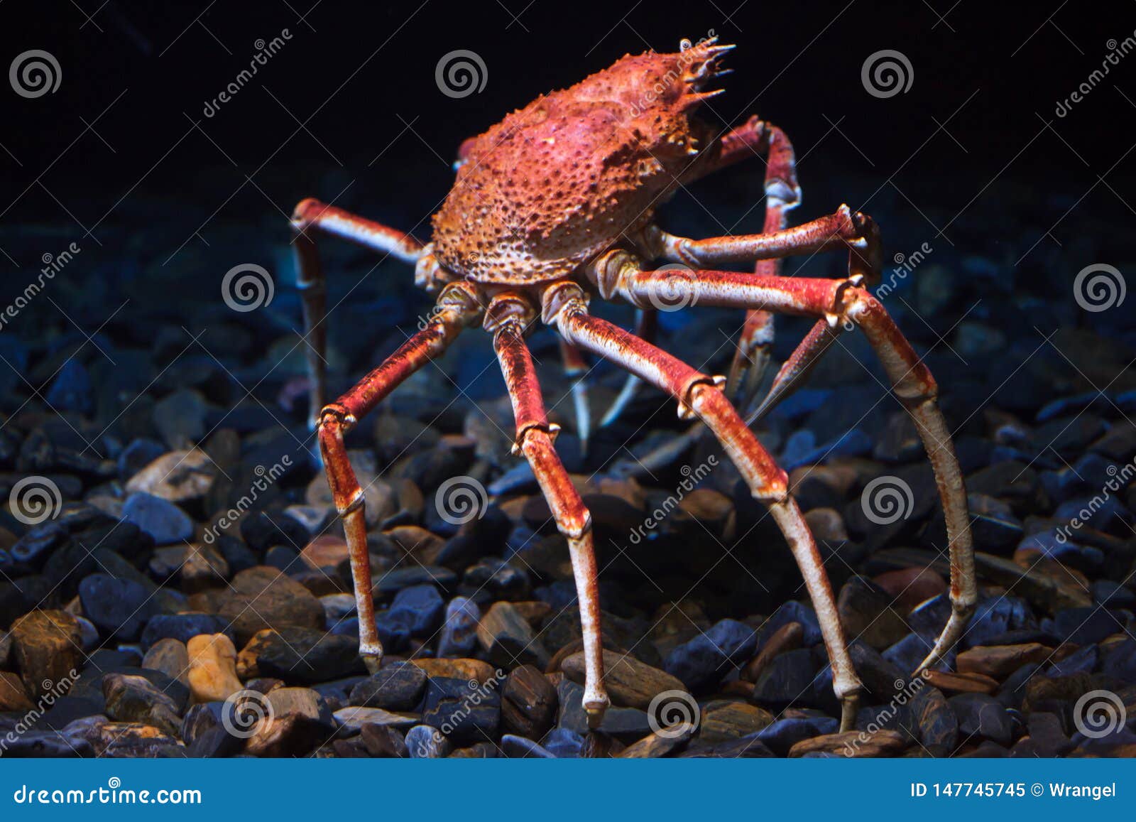 Japanese Spider Crab Macrocheira Kaempferi Stock Image Image Of Inachus Endemic