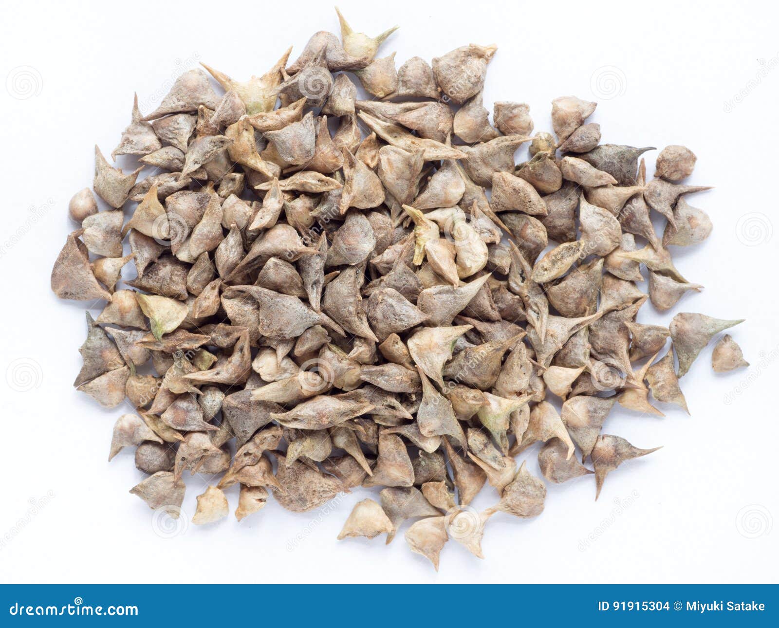 Japanese spinach seed stock photo. Image of seeds, closeup 91915304