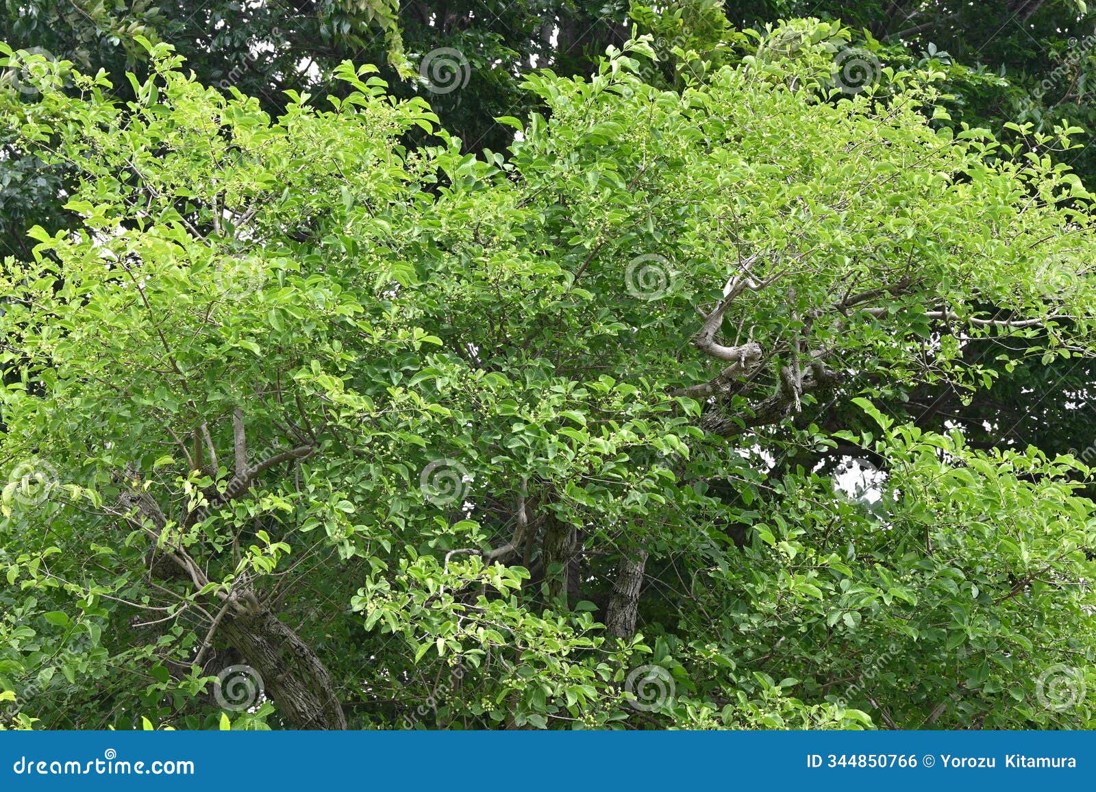 japanese spindle tree berries. celastraceae dioecious deciduous shrub.
