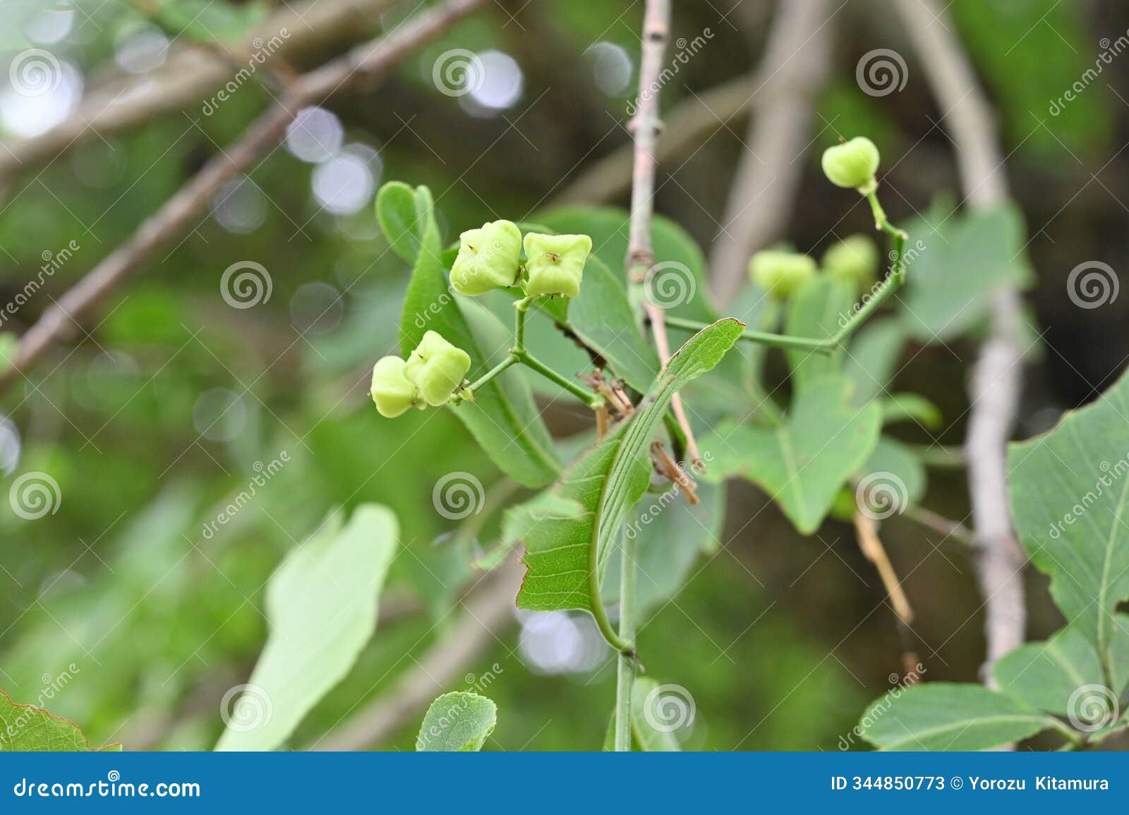 japanese spindle tree berries. celastraceae dioecious deciduous shrub.