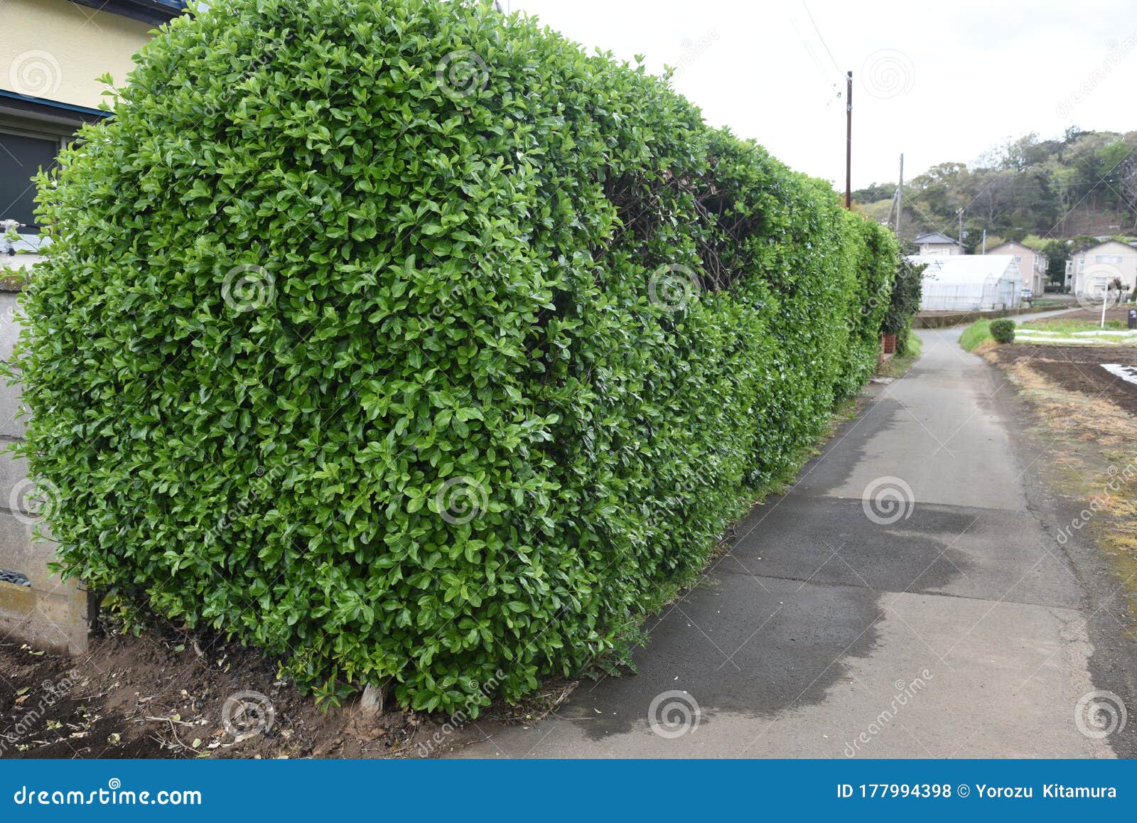 Japanese Spindle Tree Stock Photo Image Of Japonica