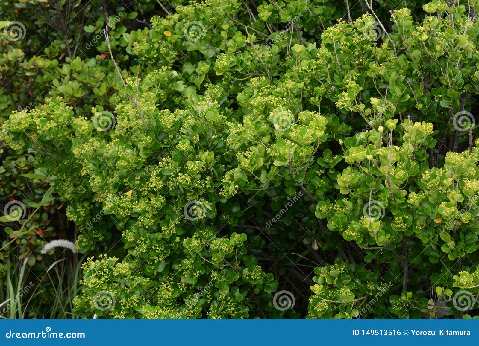 Japanese Spindle Tree Euonymus Japonica Stock Photo Image Of Japanese Beautiful