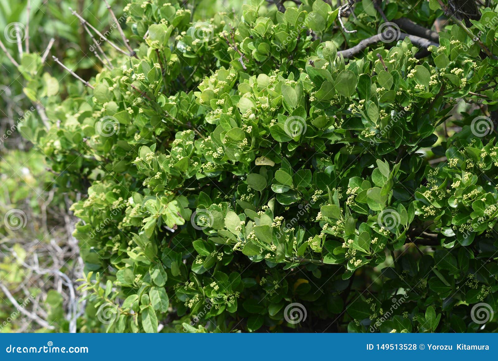 Japanese Spindle Tree Euonymus Japonica Stock Photo Image Of Flora Growth