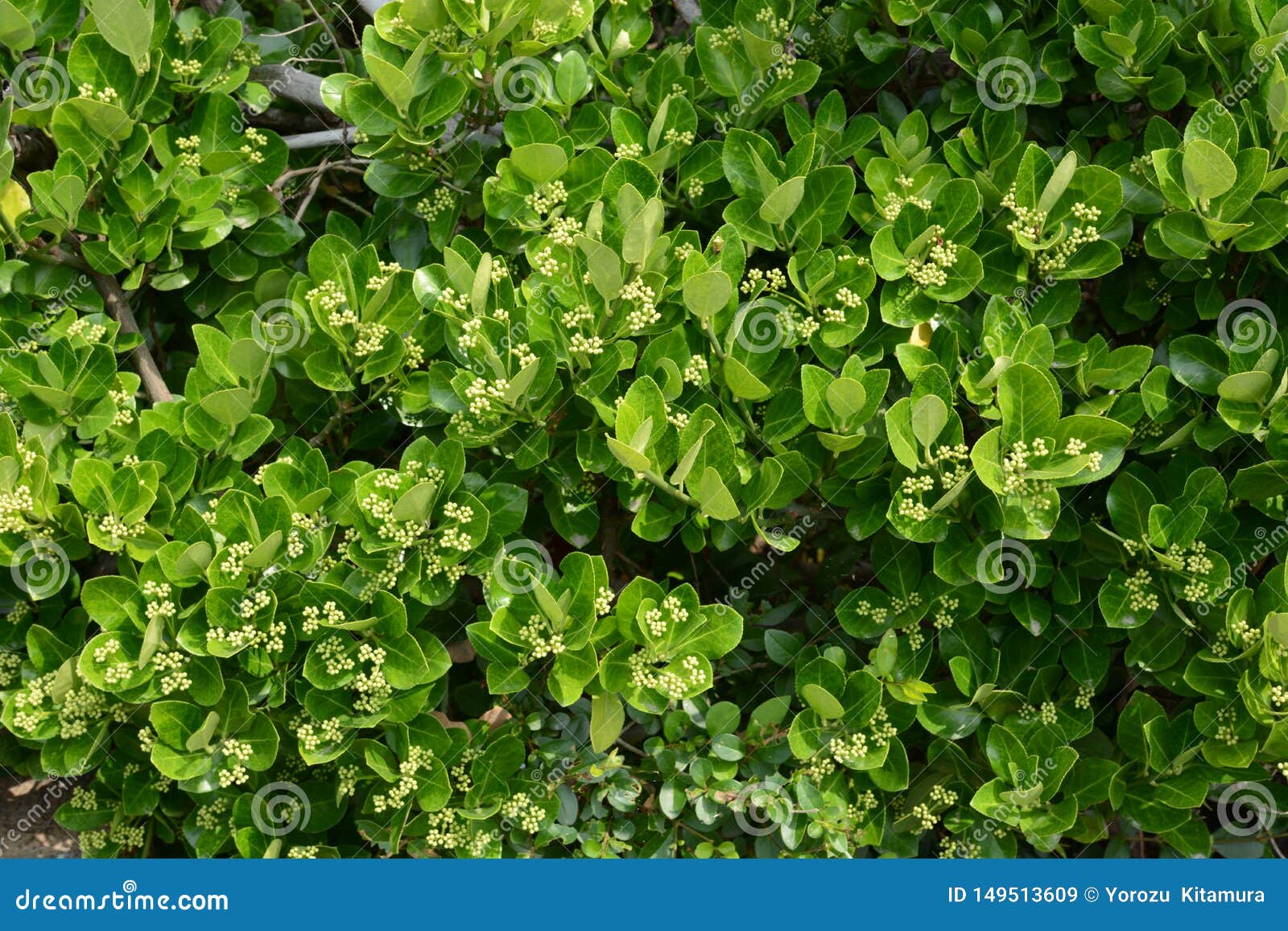 Japanese Spindle Tree Euonymus Japonica Stock Image Image Of Euonymus Japan