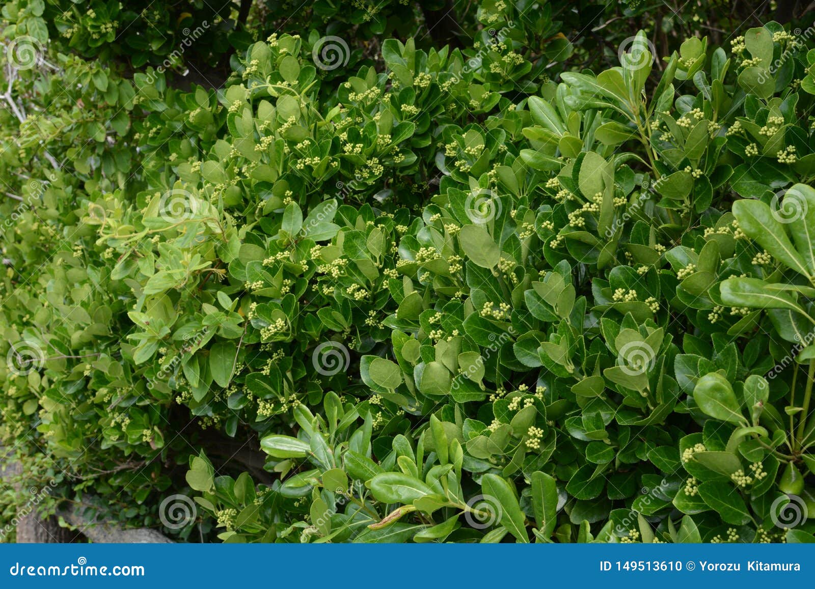 Japanese Spindle Tree Euonymus Japonica Stock Photo Image Of Japanese Closeup