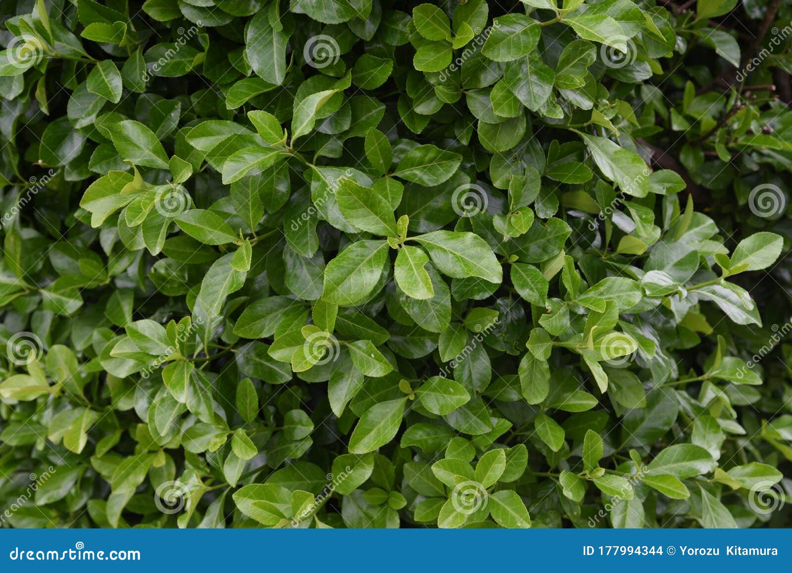 1 Euonymus Japanese Spindle Tree Photos Free Royalty Free Stock Photos From Dreamstime