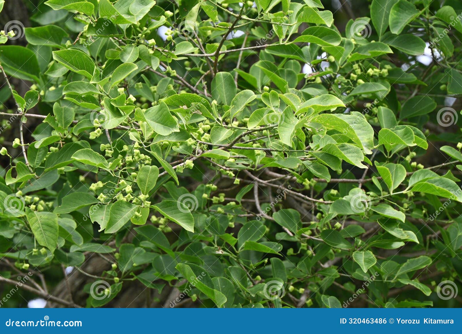 japanese spindle tree (euonymus sieboldianus) young berries.