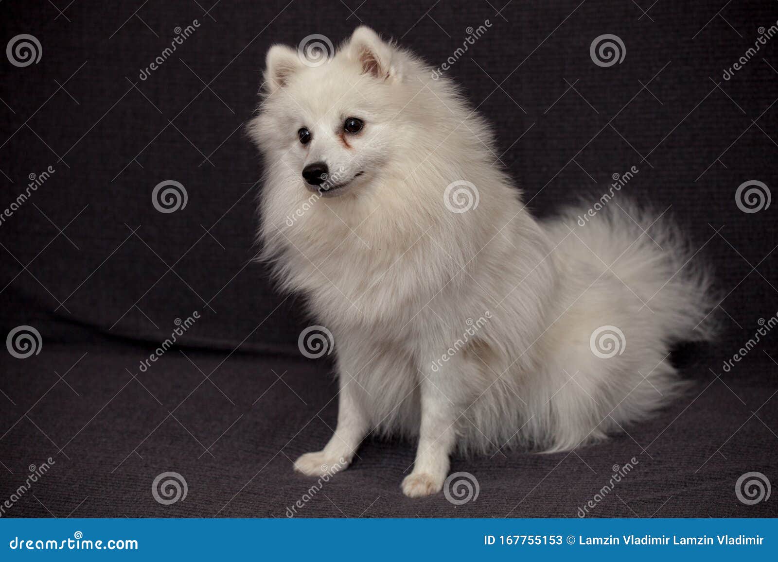 The Japanese Spitz Stock Image Image Of Little Home 167755153