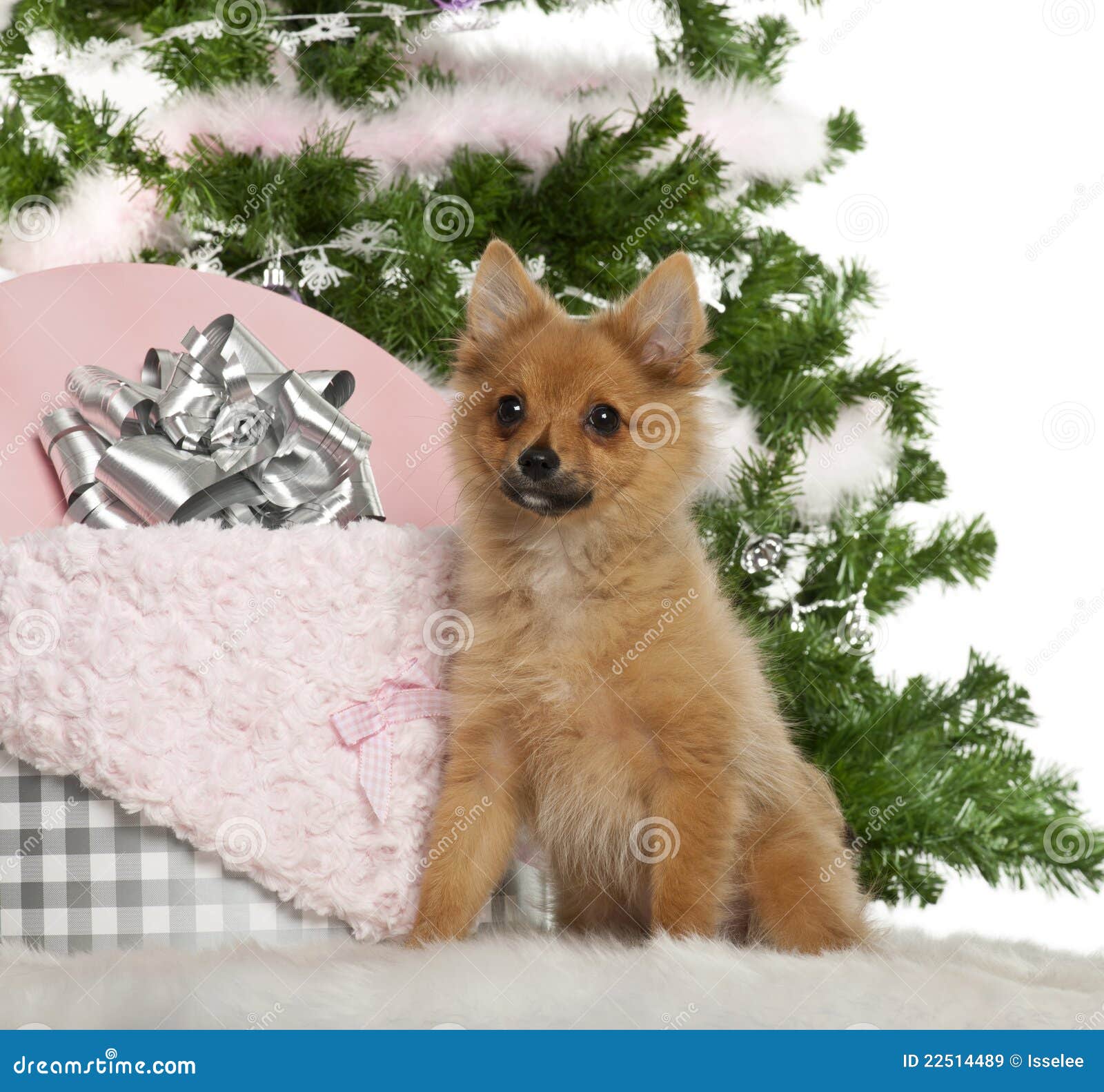 Japanese Spitz Puppy 4 Months Old Sitting Stock Image Image Of Animal Alertness