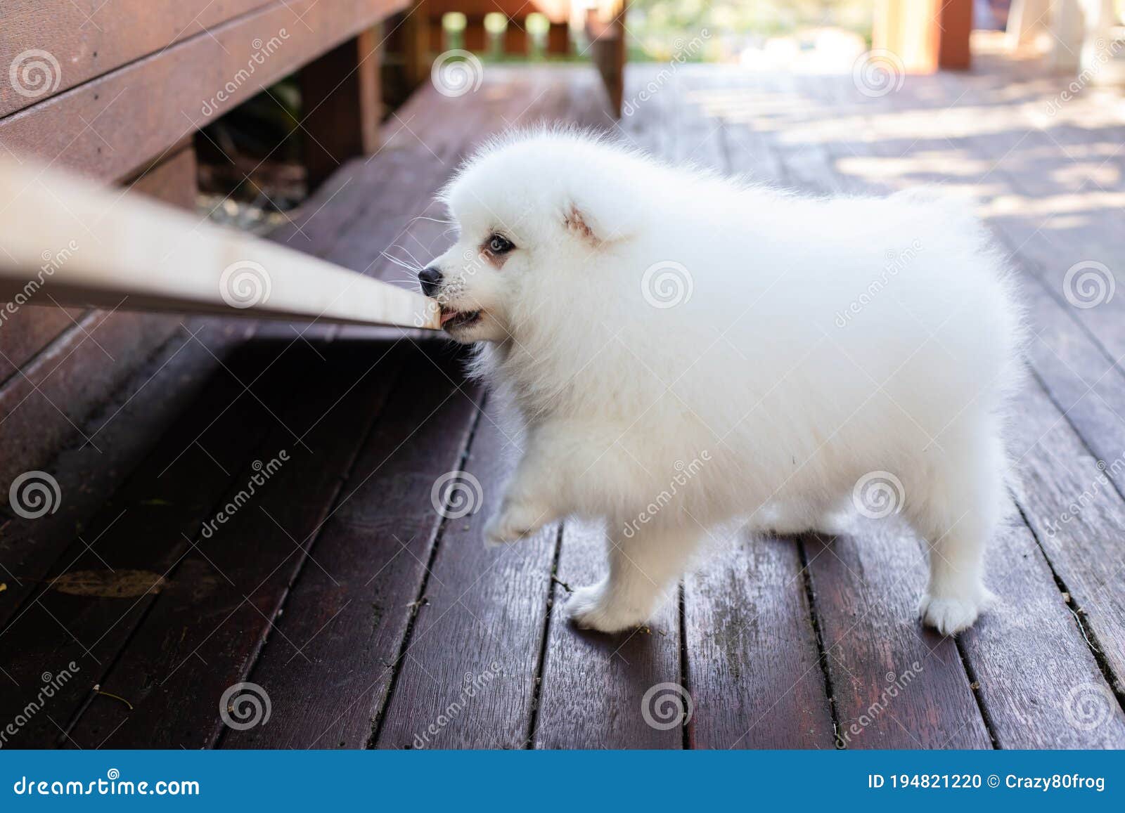 Japanese Spitz Puppy At Home Stock Photo Image Of German Mammal Japanese Spitz Puppy At Home Stock Photo Image Of German Mammal