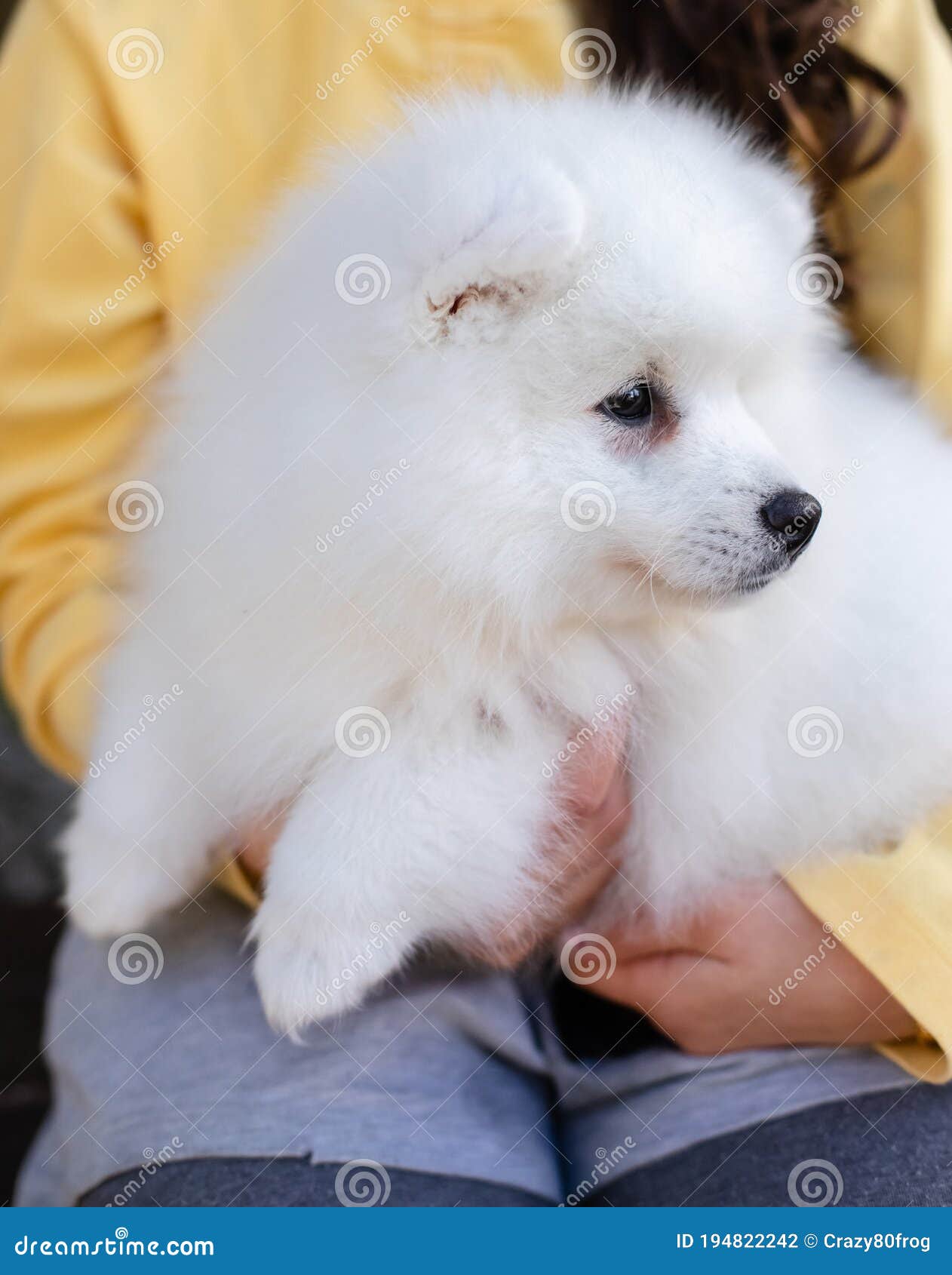 Japanese Spitz Puppy At Home Stock Photo Image Of Face Charming