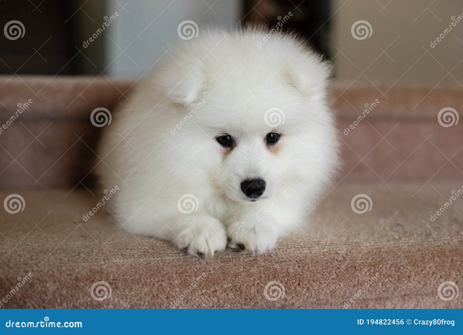 Japanese Spitz Puppy At Home Stock Photo Image Of Breed Lovely