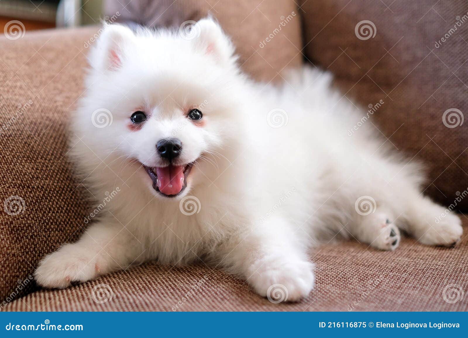 A Japanese Spitz Puppy Lies On A Brown Sofa Dog With White Fur Stock Image Image Of Charming White