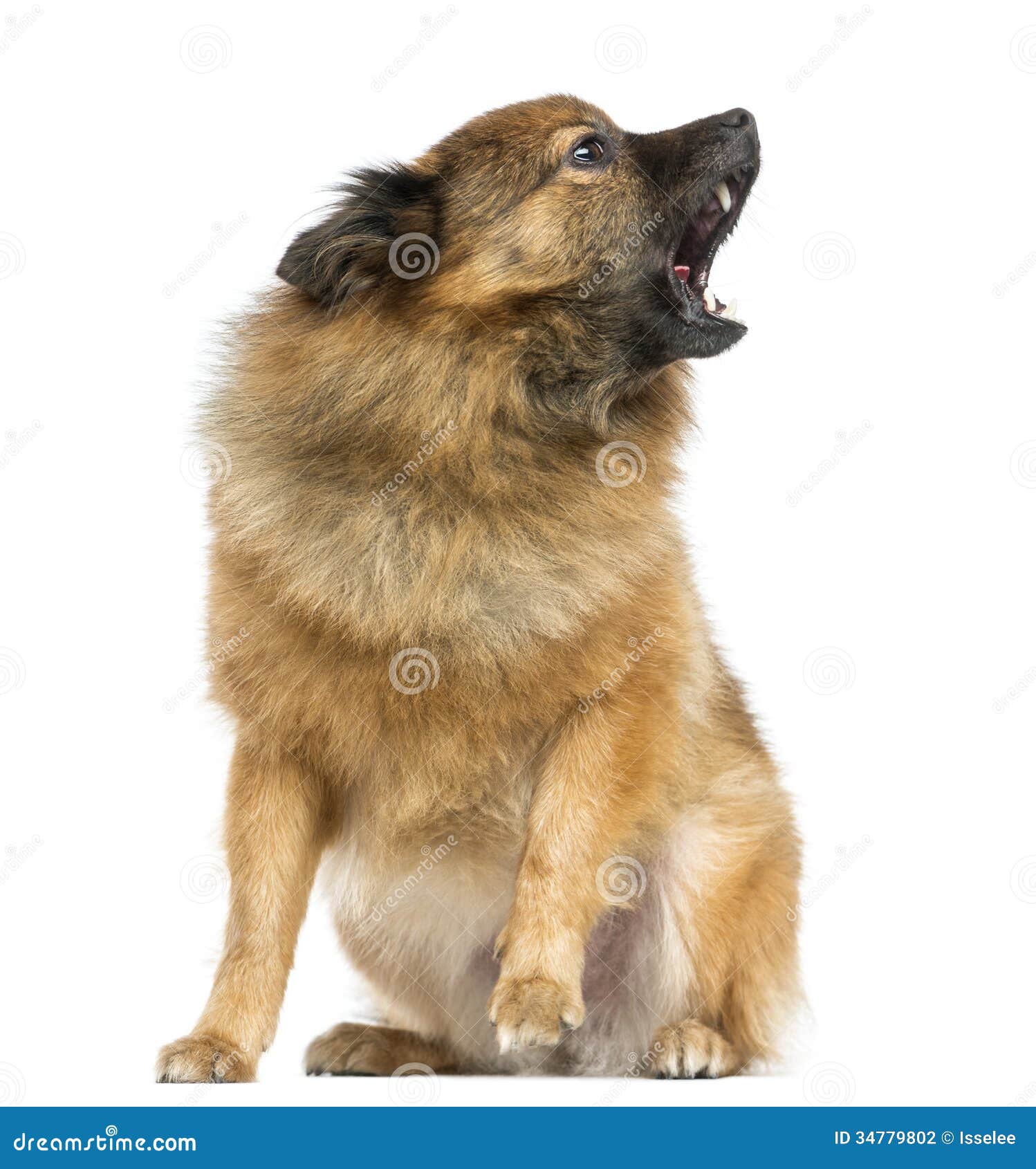 Japanese Spitz Sitting, Barking, Isolated Stock Photo Image of