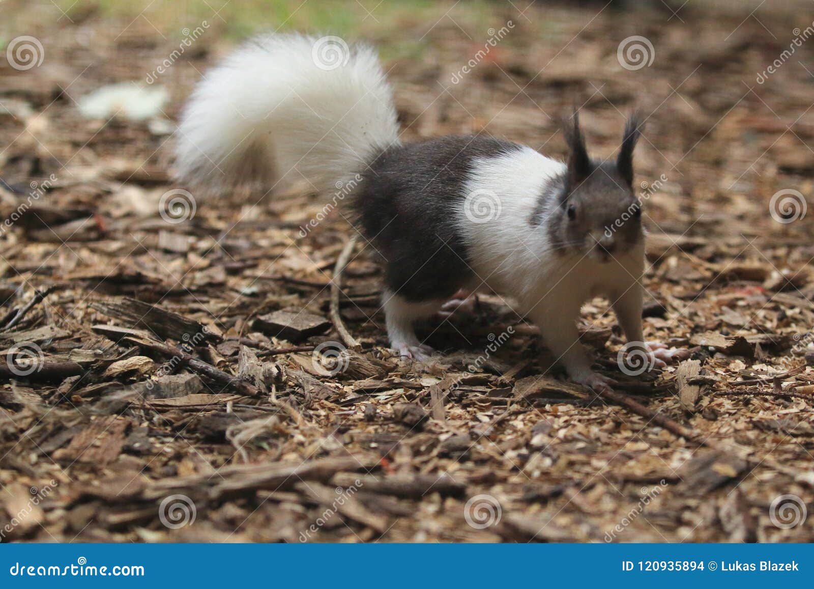 Japanese squirrel stock photo. Image of squirrel, tree 120935894