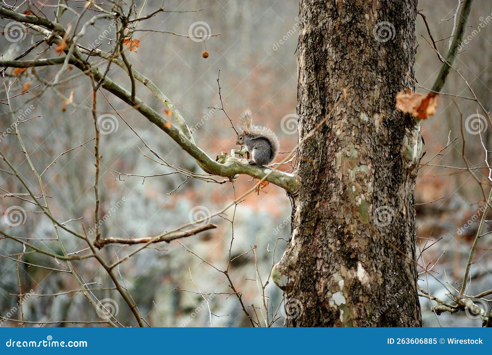 Japanese Squirrel on a Tree Branch in a Forest Stock Image Image of
