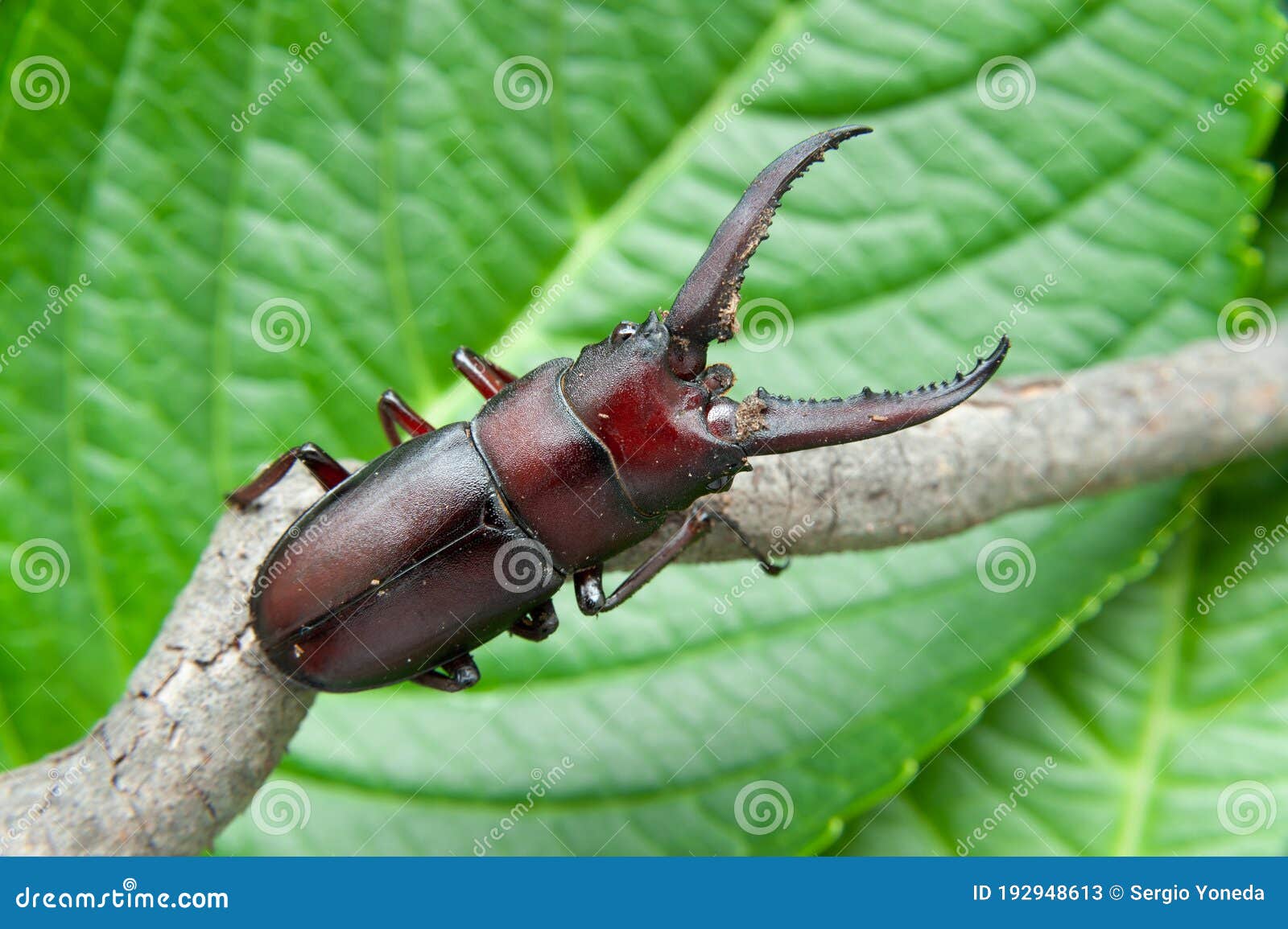 japanese stag beetle called in japan kuwagata mushi.  on green leaves background