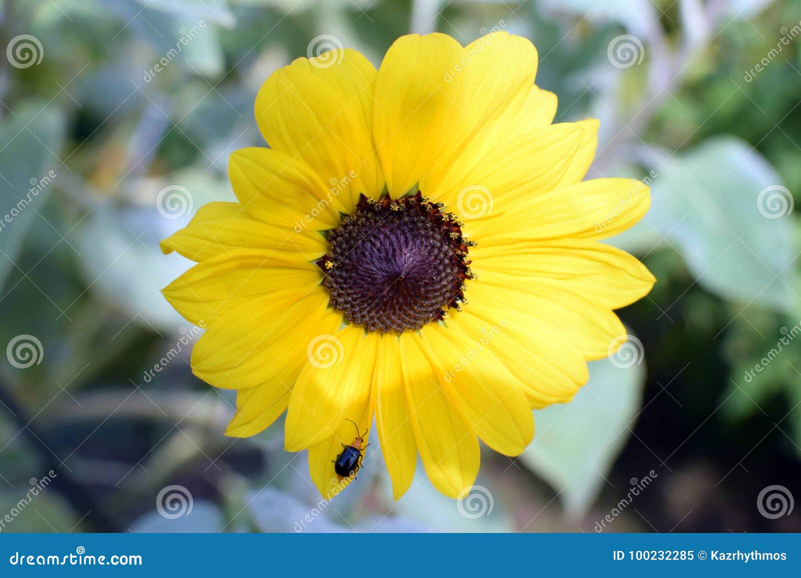 A Japanese sunflower stock image. Image of leaf, seed 100232285