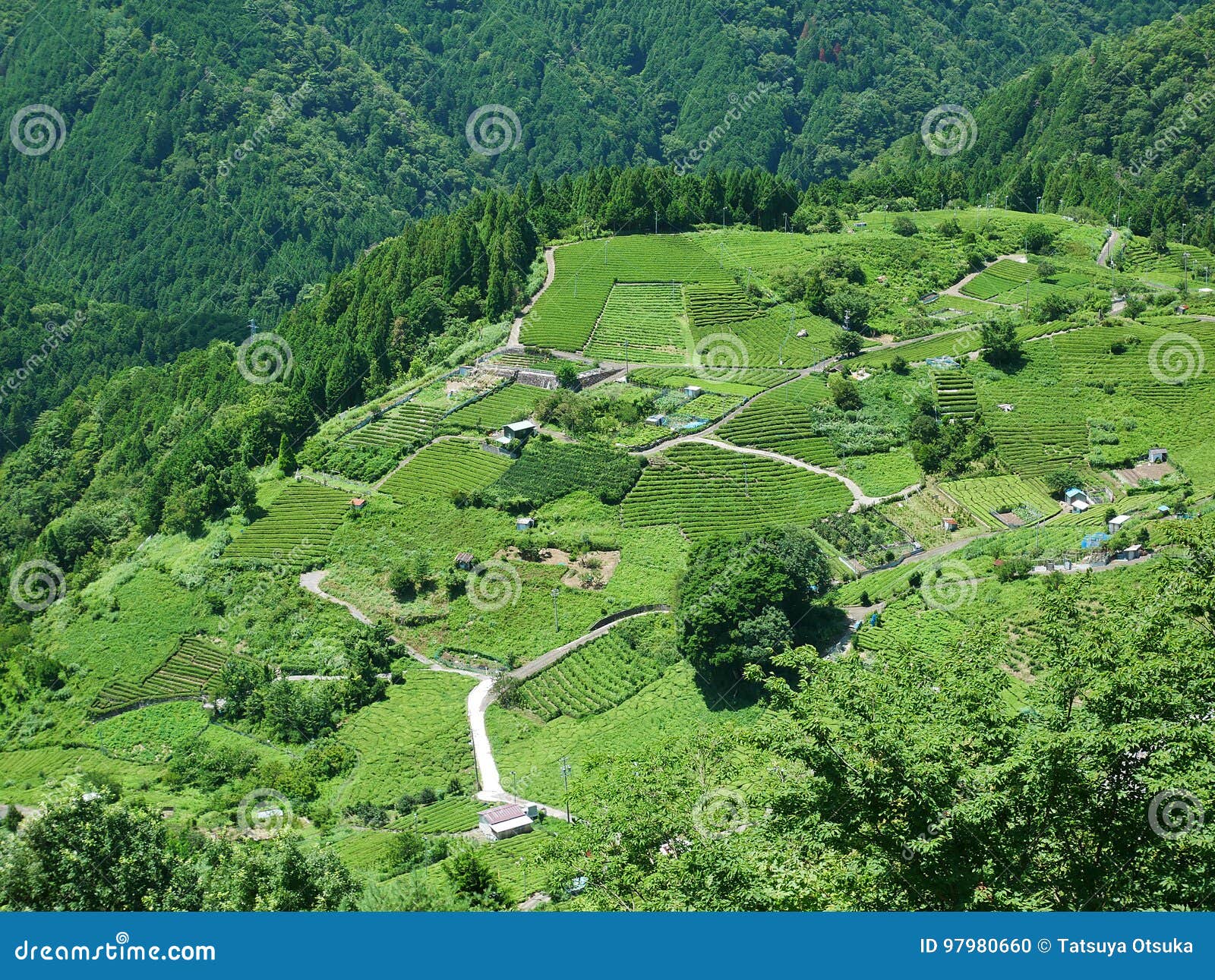 Japanese Tea Grown in Terraced Fields Stock Photo Image of scene